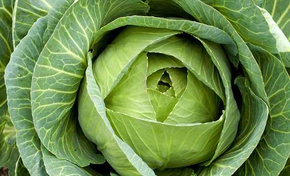 Savoy Cabbage